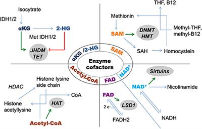 Impact of Sirtuin Enzymes on the Altered Metabolic Phenotype of Malignantly Transformed Cells